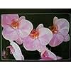 Direct2home Tempered Glass Cutting Board 12 X 8 Orchid Kitchen Art Surface Saver